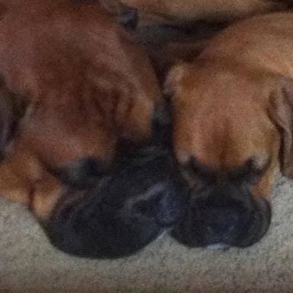 Meet your Posher, Charlene - Picture 1 of 1